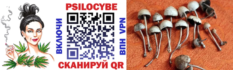 Галлюциногенные грибы Psilocybe  Купить  Звенигород 